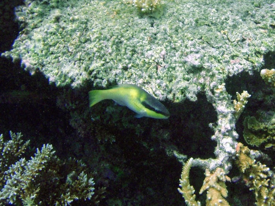 Scarus oviceps (Dark-capped Parrotfish), Naigani Island, Fiji.
