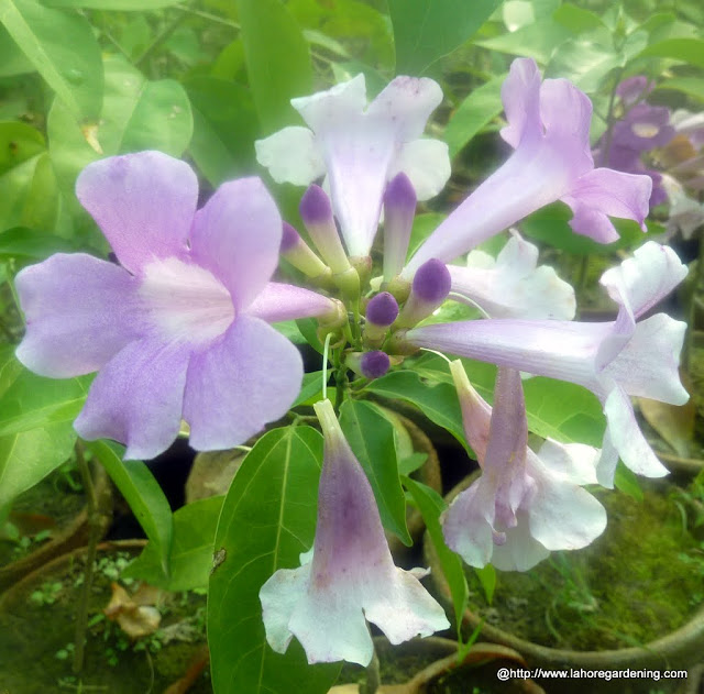 garlic vine