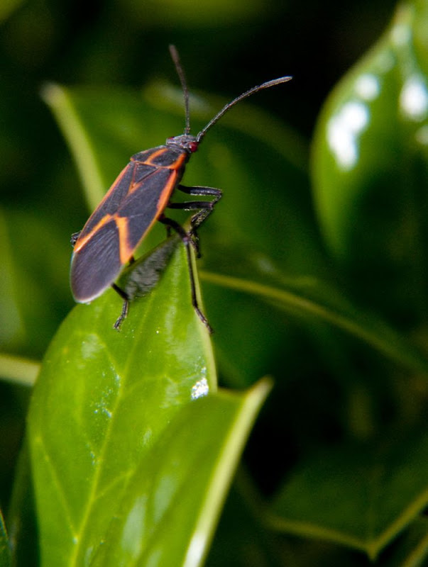 Bug in the backyard Macro Photography