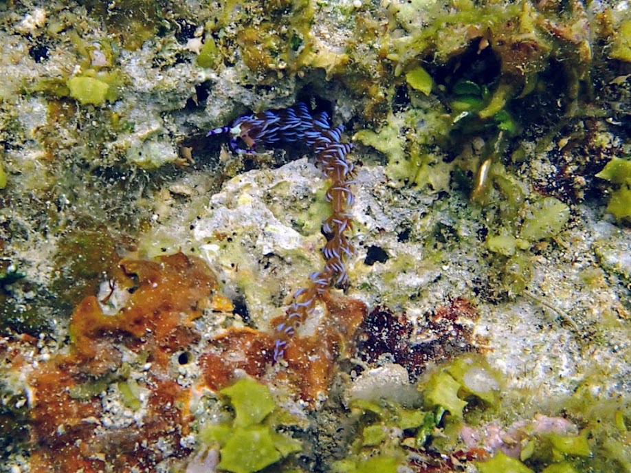 Ptaraeolidia ianthina (Nudibranch), El Nido, Palawan, Philippines.