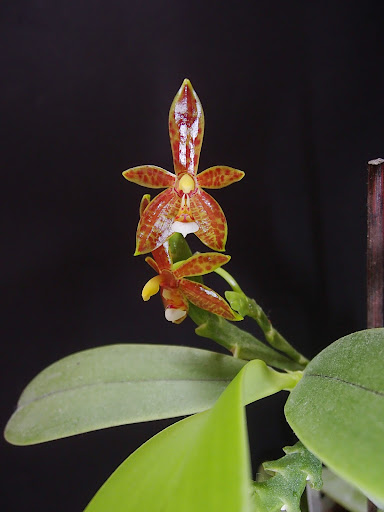 Phalaenopsis cornu cervi  P6190006
