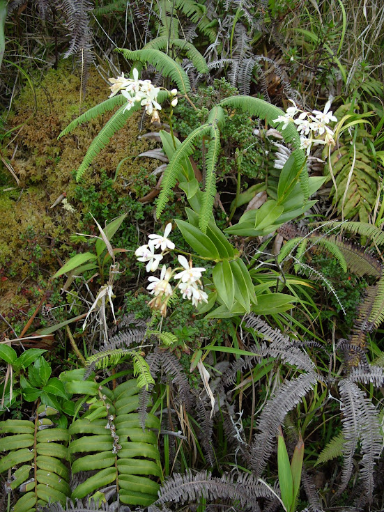 Epidendrum patens in situ S1052876