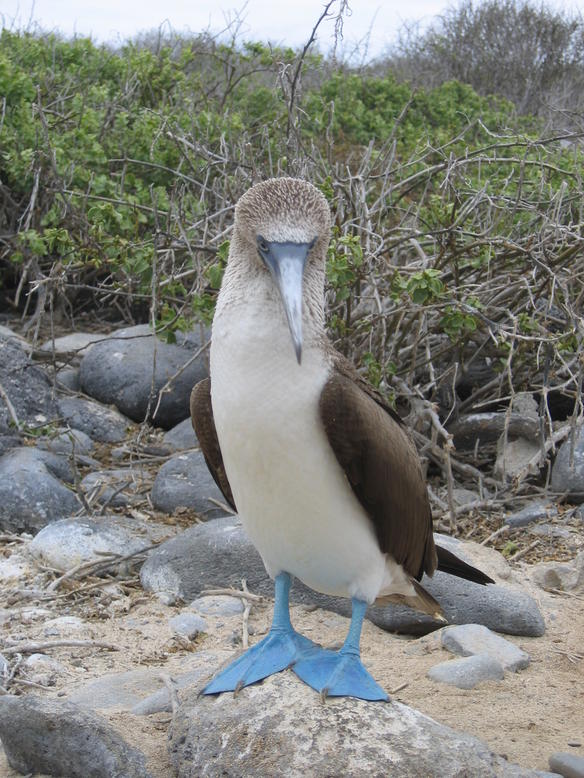 Blue-Footed Booby | Amazing Creatures