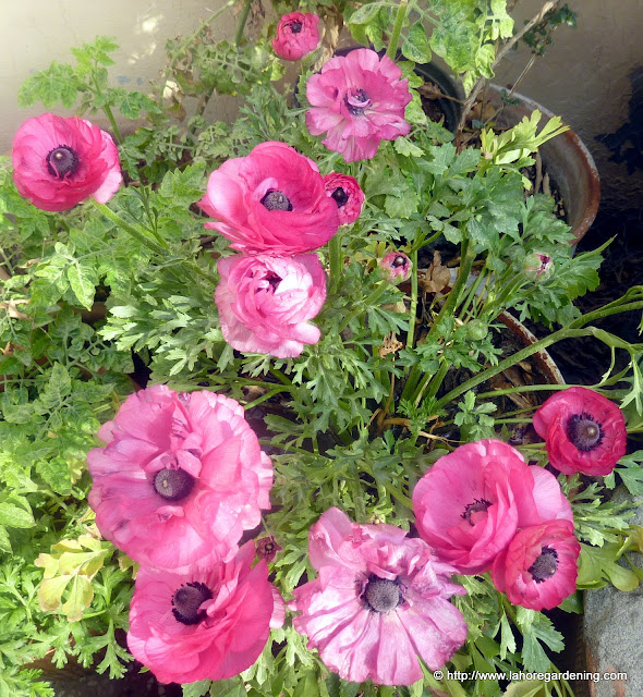 Ranunculus corm flower