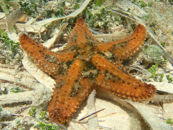 Unidentified Sea Star South of the Victoria House peir, Ambergris Caye, Belize.
