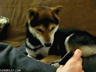 732110bf-72e7-49ce-b7b7-864ba291052f.gif