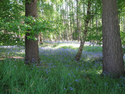 bluebells in a wood