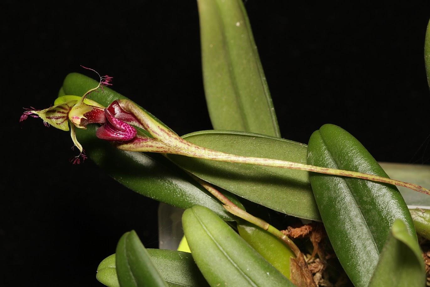 Bulbophyllum appendiculatum IMG_2264+%2528copie%2529