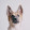 Chih-Mao Chen Chih-Mao Chen's profile photo