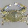 King_Crab's profile picture