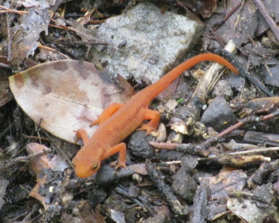 another salamander of the same coloration