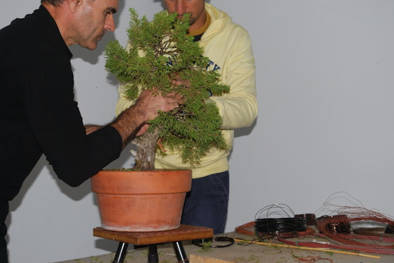 XI Exposición Invernal de bonsai de la A.S.B. Chokkan 171%252520XI%252520Exp.Inv.%252520ASBC%25252020111204%252520244