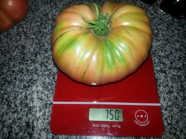 verduras verduras