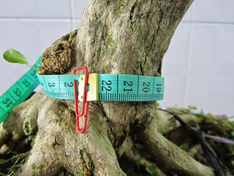 Vài cây Bonsai cần bán giá hợp lý. - 15