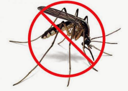 10 Ways How To Prevent Mosquitoes This Summer