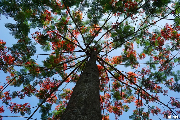 những chú ve thường đậu trên những thân cây phượng rợp đỏ mùa hè