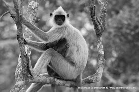 B&W of Grey Langur - Mother and Young one