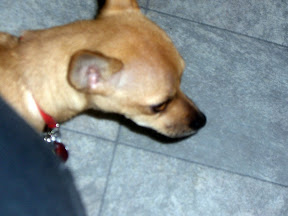 Picasa