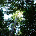 Views of the sky through trees in the Blackbutt Reserve (399694)
