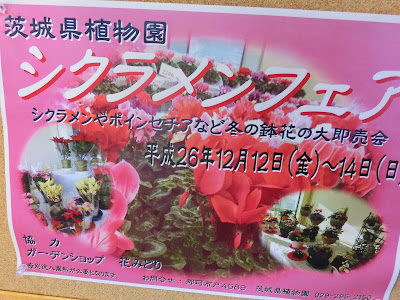 別名 篝火花 かがりびばな 豚の饅頭 ぶたのまんじゅう の花 O Lsd練習 土曜日 負荷 ６ ビバ つぶやき日記 Masamicchiのブログ 青い風 切って走れ あの島へ