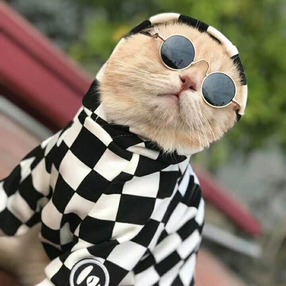 Стильная кошка. Крутой кот. Модный кот. Модные котики в очках. Котики с одеждой.