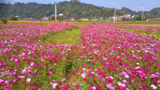 photo of 阿亮茶花園