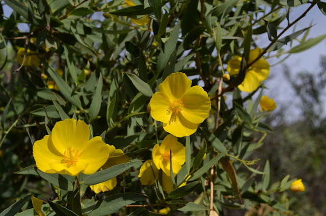 bush poppies