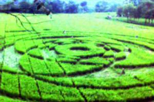 Jan 24 Crop Circles Found In Yogya Rice Field