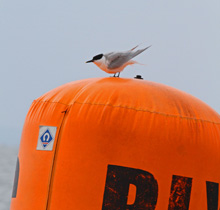 Arctic Tern- supervisor of mark roundings!