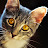 Curious Cat review