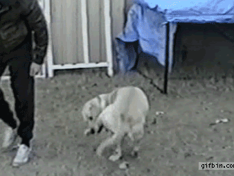 [10000印刷√] i love you dog meme gif 292432-I love you dog meme gif