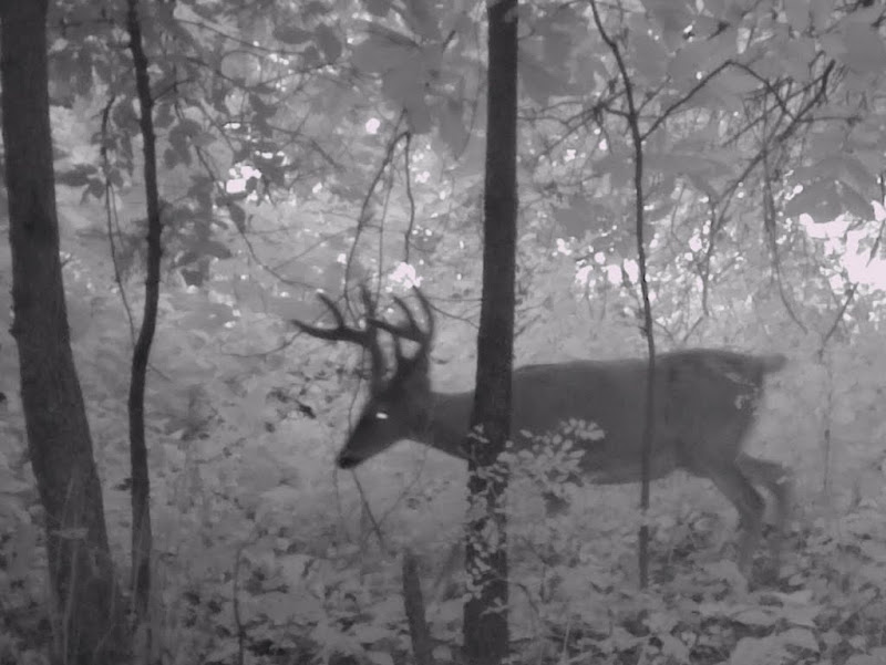 Nother Buck (Moultrie D-55IR) PICT0103