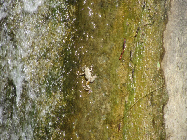 frog climbing the waterfall