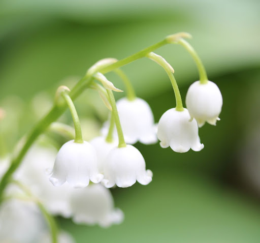 lily of the valley