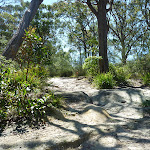 Ant hill on the Great North Walk (338029)
