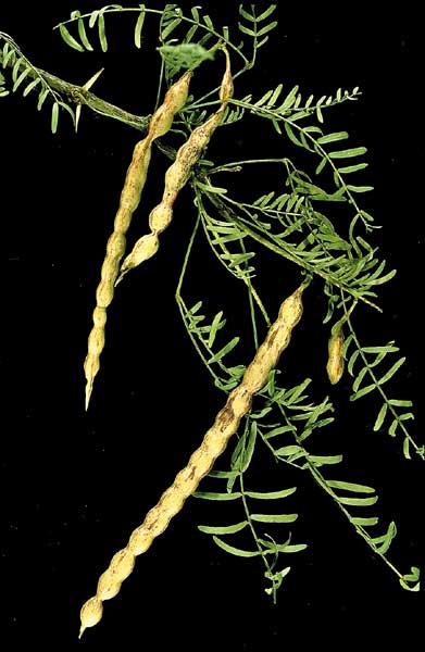 Mesquite leaves and pods