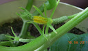 4.5 weeks - socrates cucumber buds