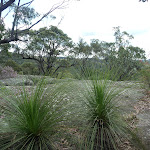 Nerang Viewpoint grass trees in foreground (Xanthorrhoea sp) (305999)