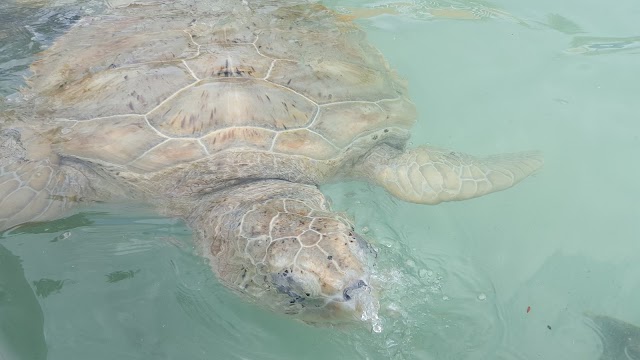 Cayman Turtle Centre Island Wildlife Encounter