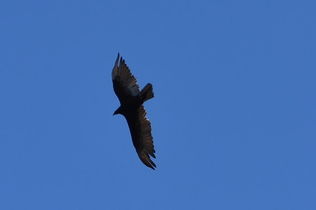 turkey vulture in the sky