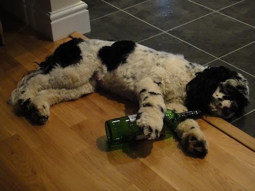 Charlie brown, American cocker spaniel, will have a hangover tomorrow
