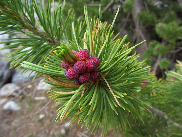 male pine cones