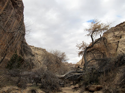 Giant cottonwood tree fallen across the canyon