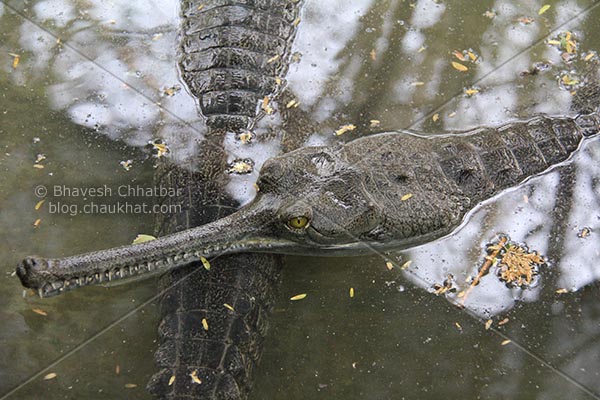 Snout and head of a Gharial [Scientific Name: Gavialis Gangeticus, Hindi Name: घऱियाल] AKA Indian Gavial, Indian Crocodile, Indian Croc