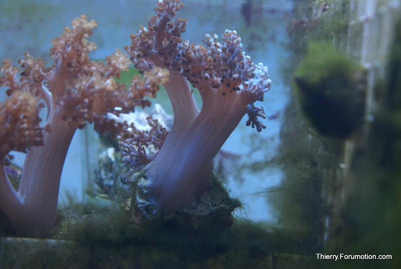 Capnella imbricata (Kenya Tree Coral) DSC04887