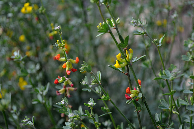 flowers in many colors