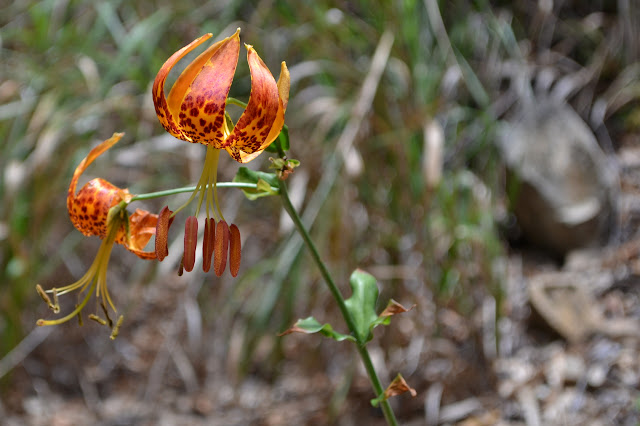 even more Humboldt lilies