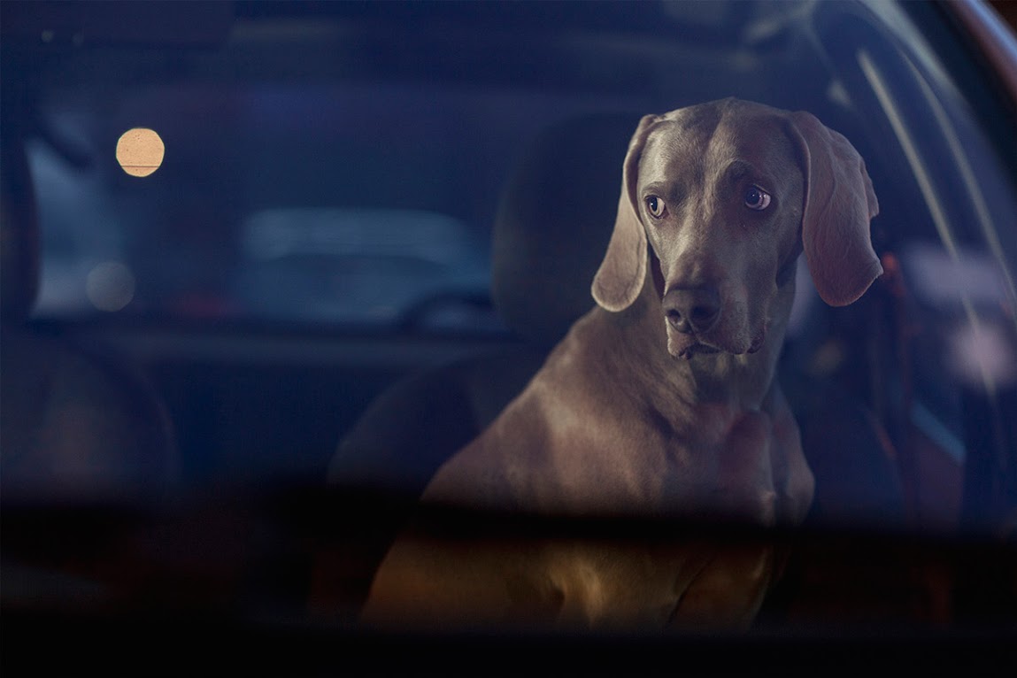 ＊被鎖在車內沉默的狗：攝影師Martin Usborne 黑暗呈現！ 5