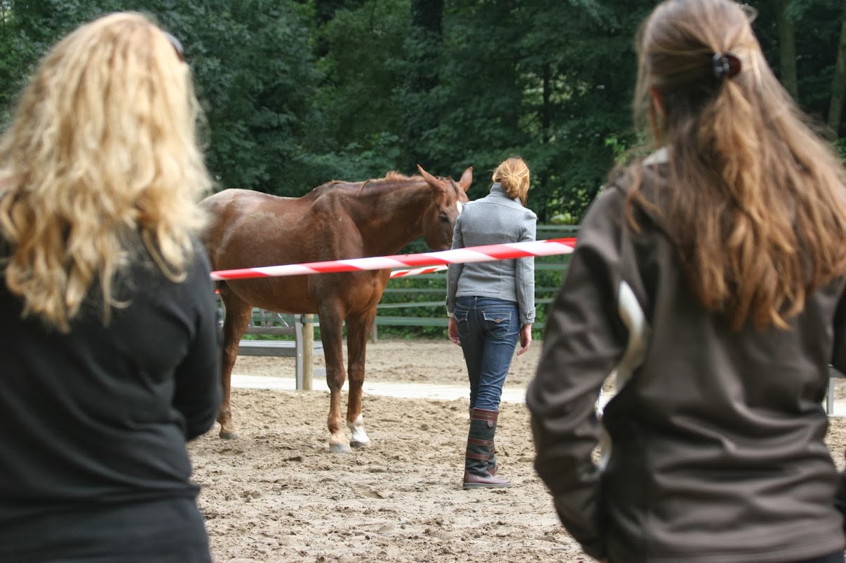 Het Paard als Spiegel | Buitengewoon Coaching