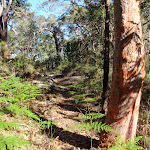 Lovely forest of Ferns and gums (238643)